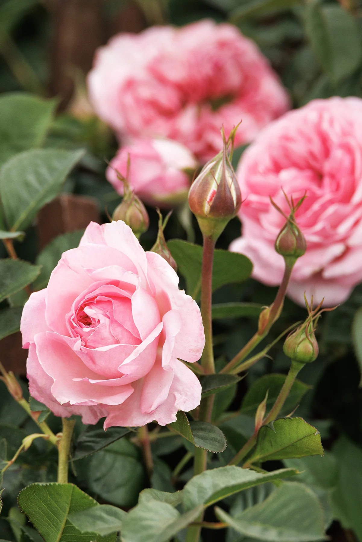 ©Monrovia, by Doreen Wynja