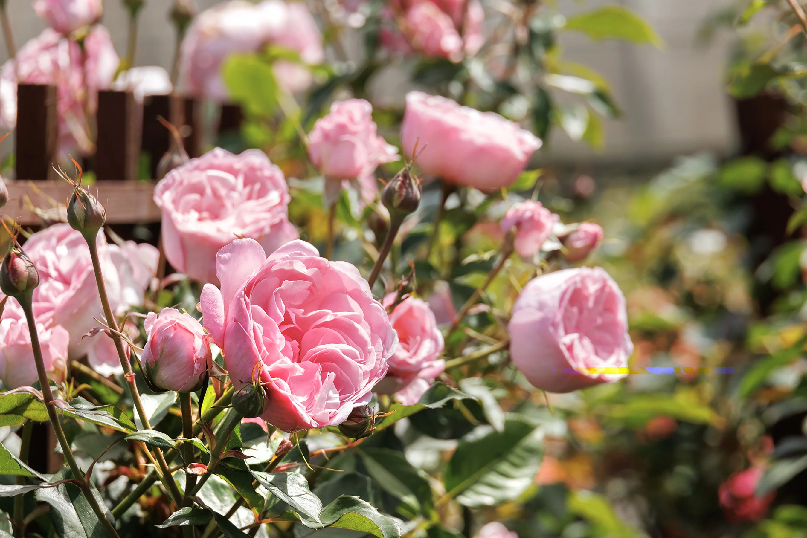 ©Monrovia, by Doreen Wynja