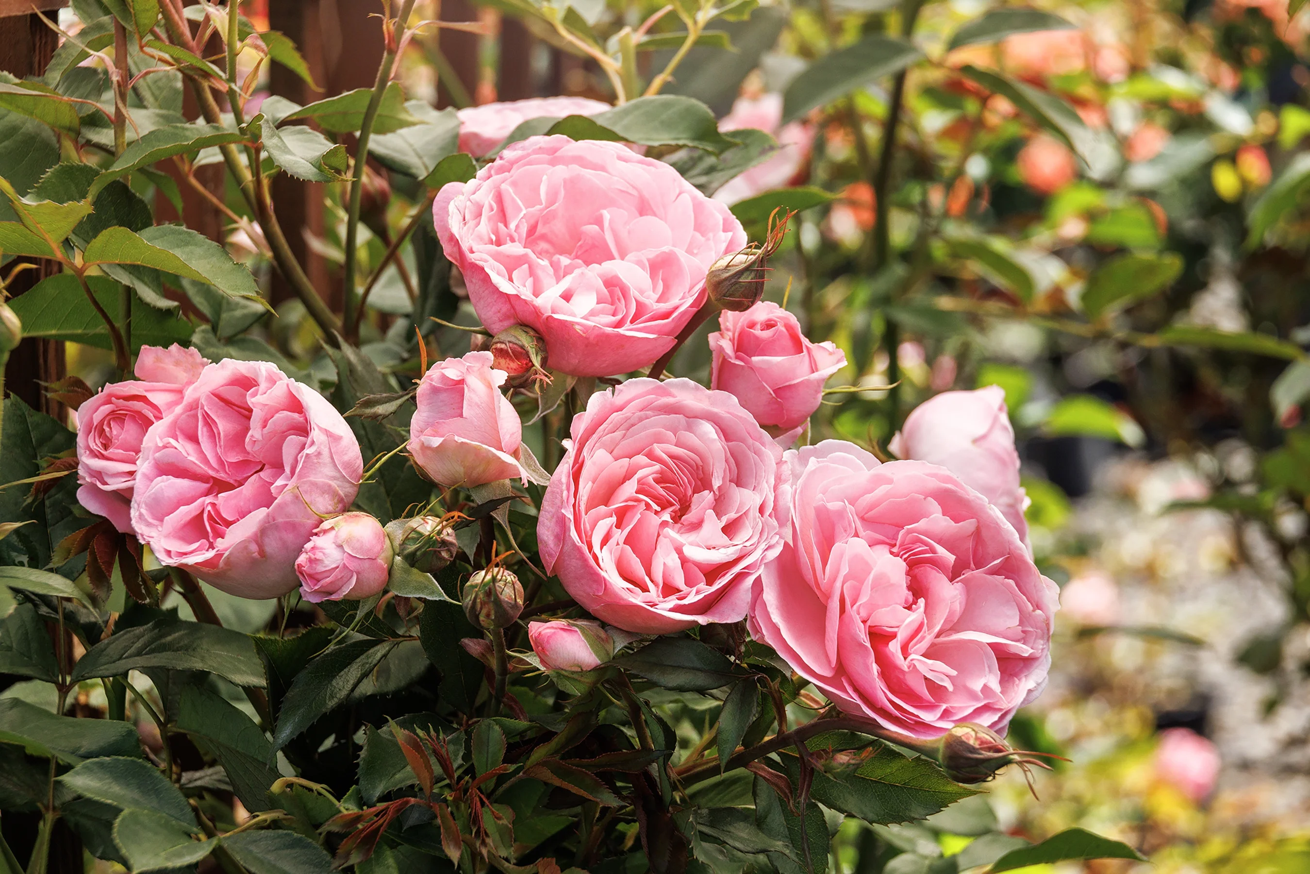 ©Monrovia, by Doreen Wynja