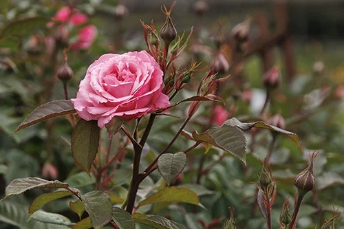 ©Monrovia, by Doreen Wynja