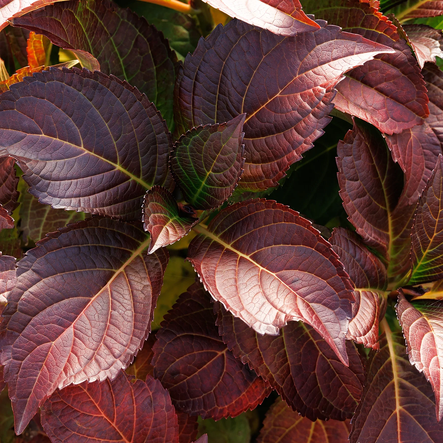 © Monrovia by Doreen Wynja