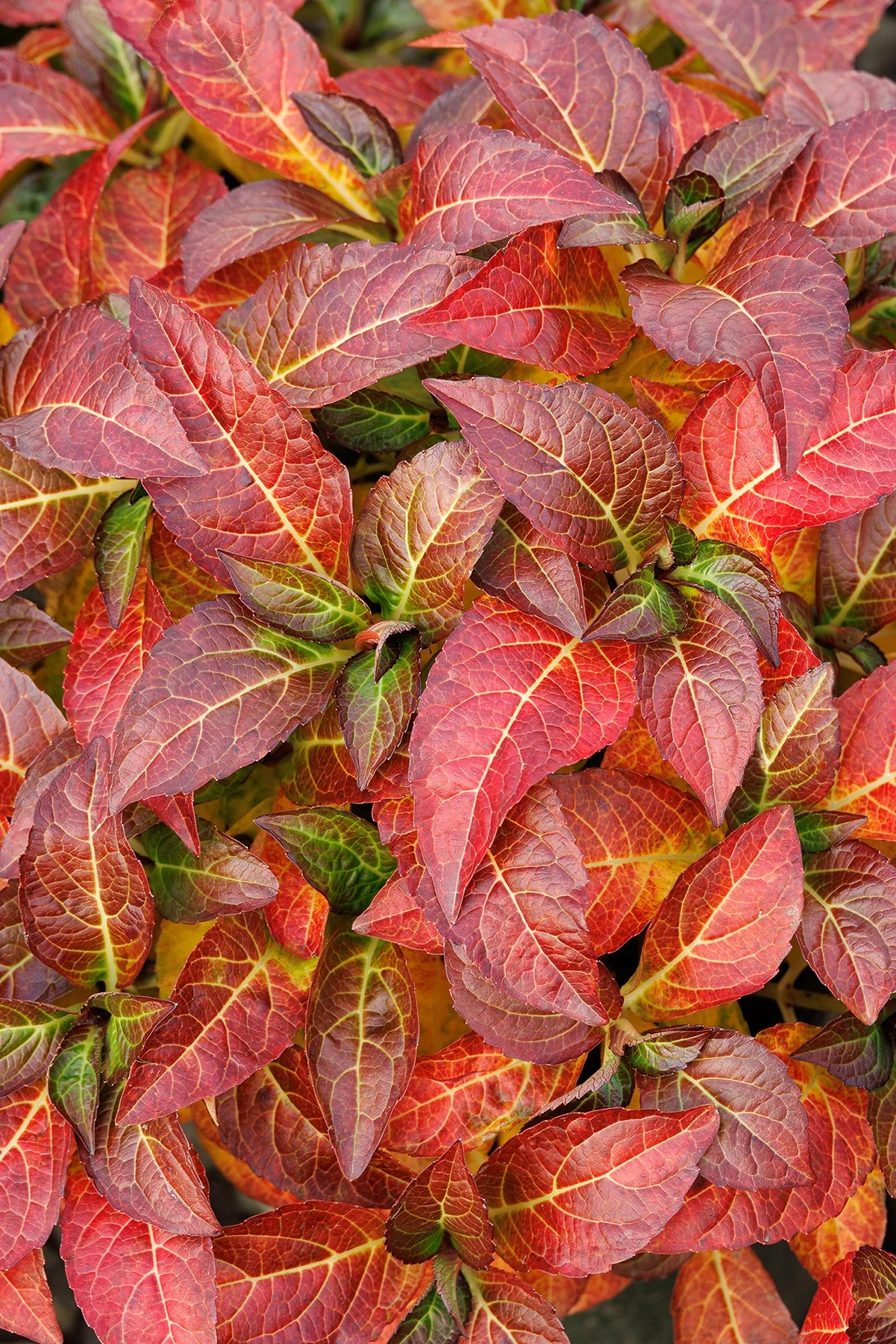 © Monrovia by Doreen Wynja