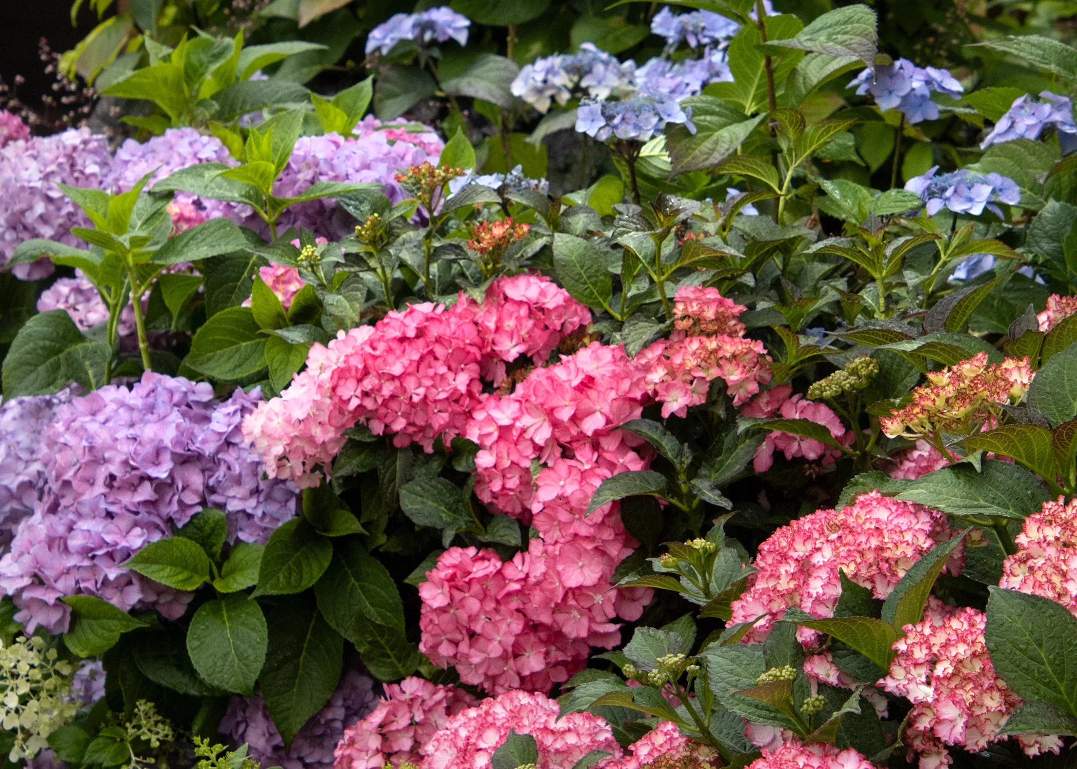 Monrovia; by Doreen Wynja