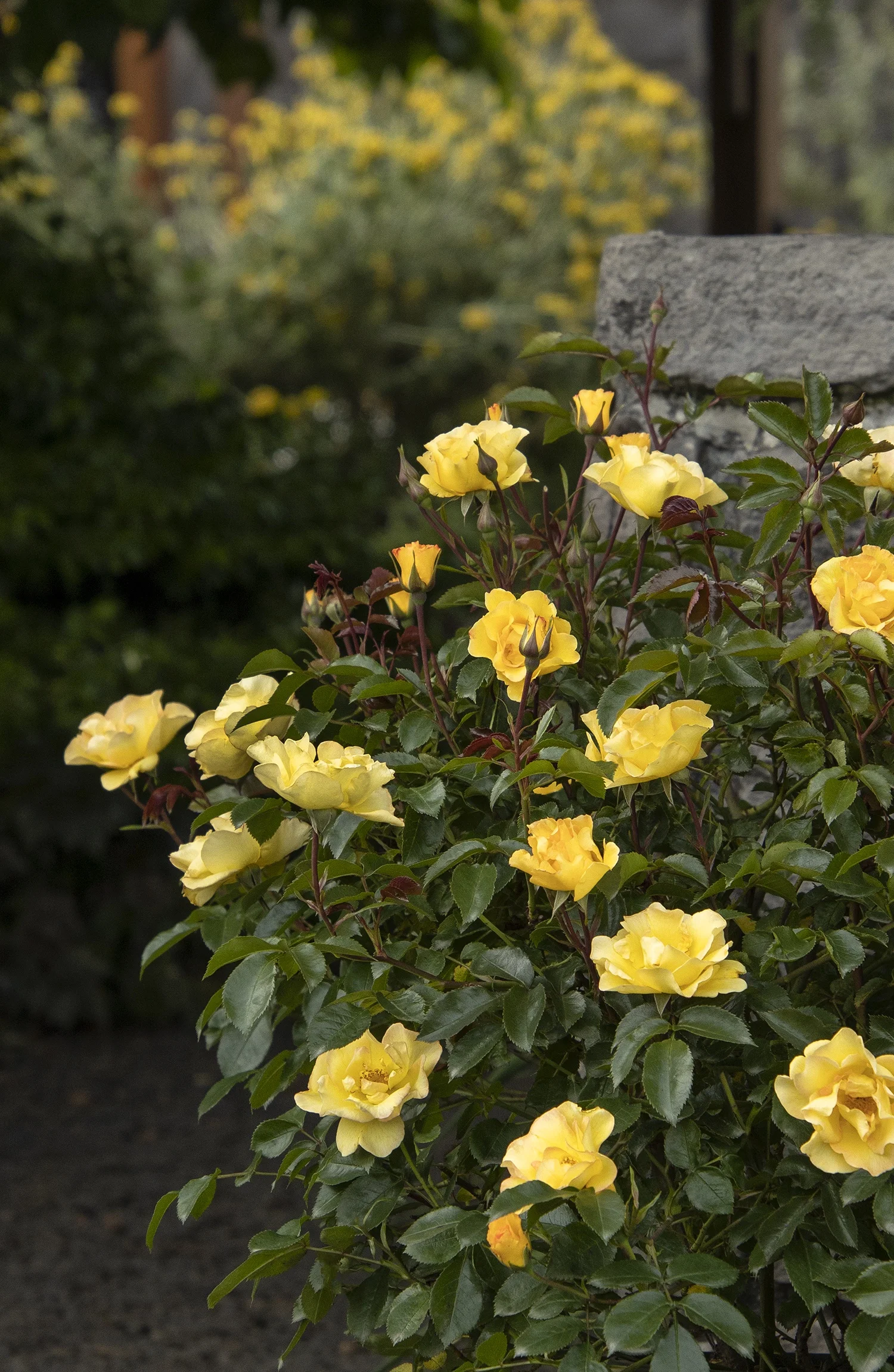 Monrovia; by Doreen Wynja