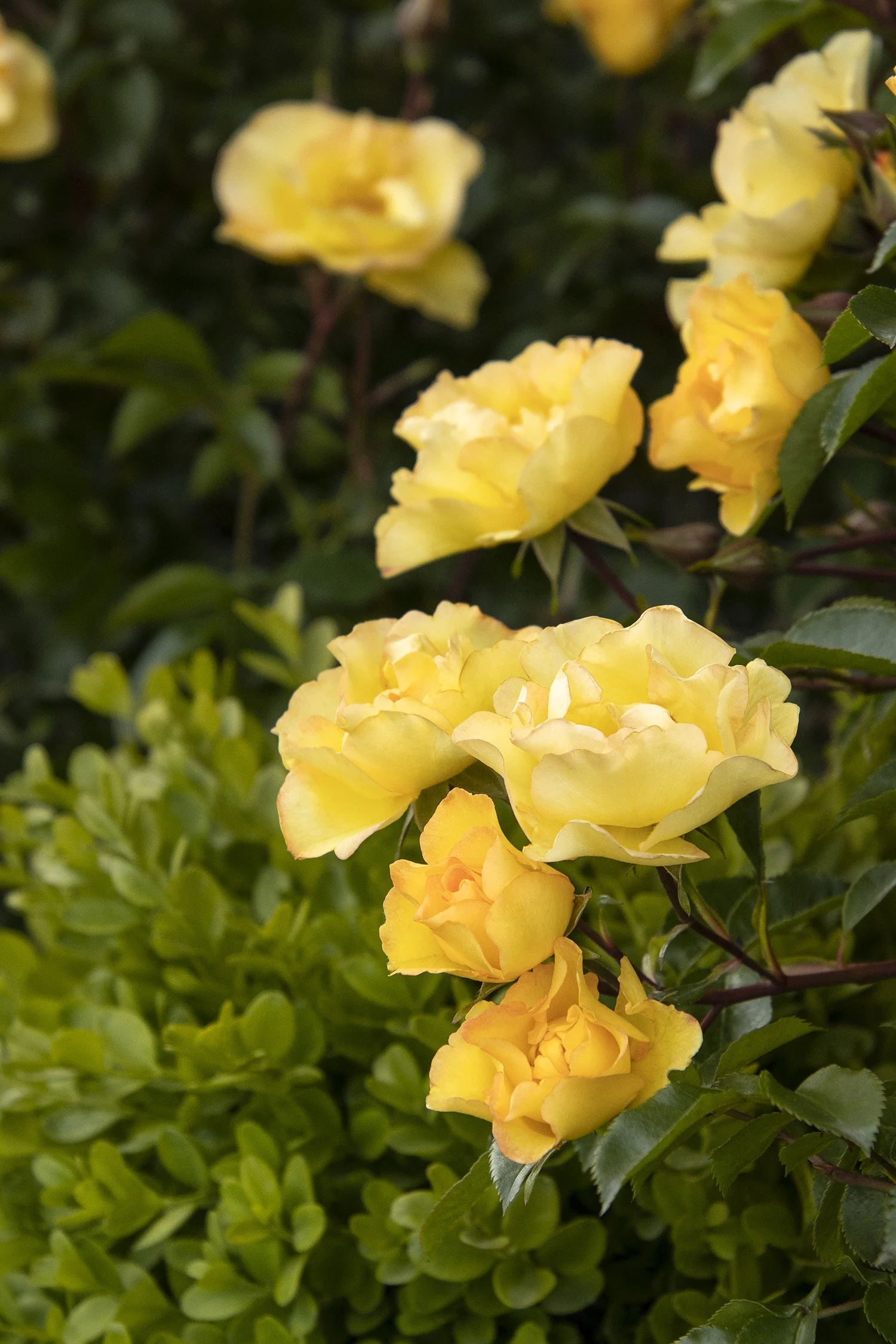 Monrovia; by Doreen Wynja