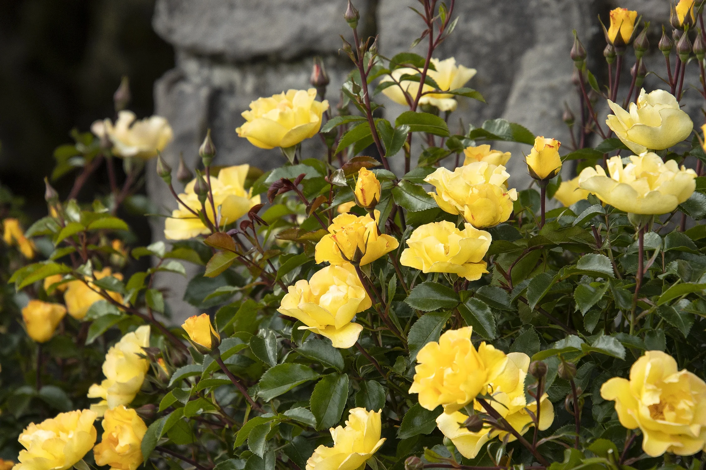 Monrovia; by Doreen Wynja