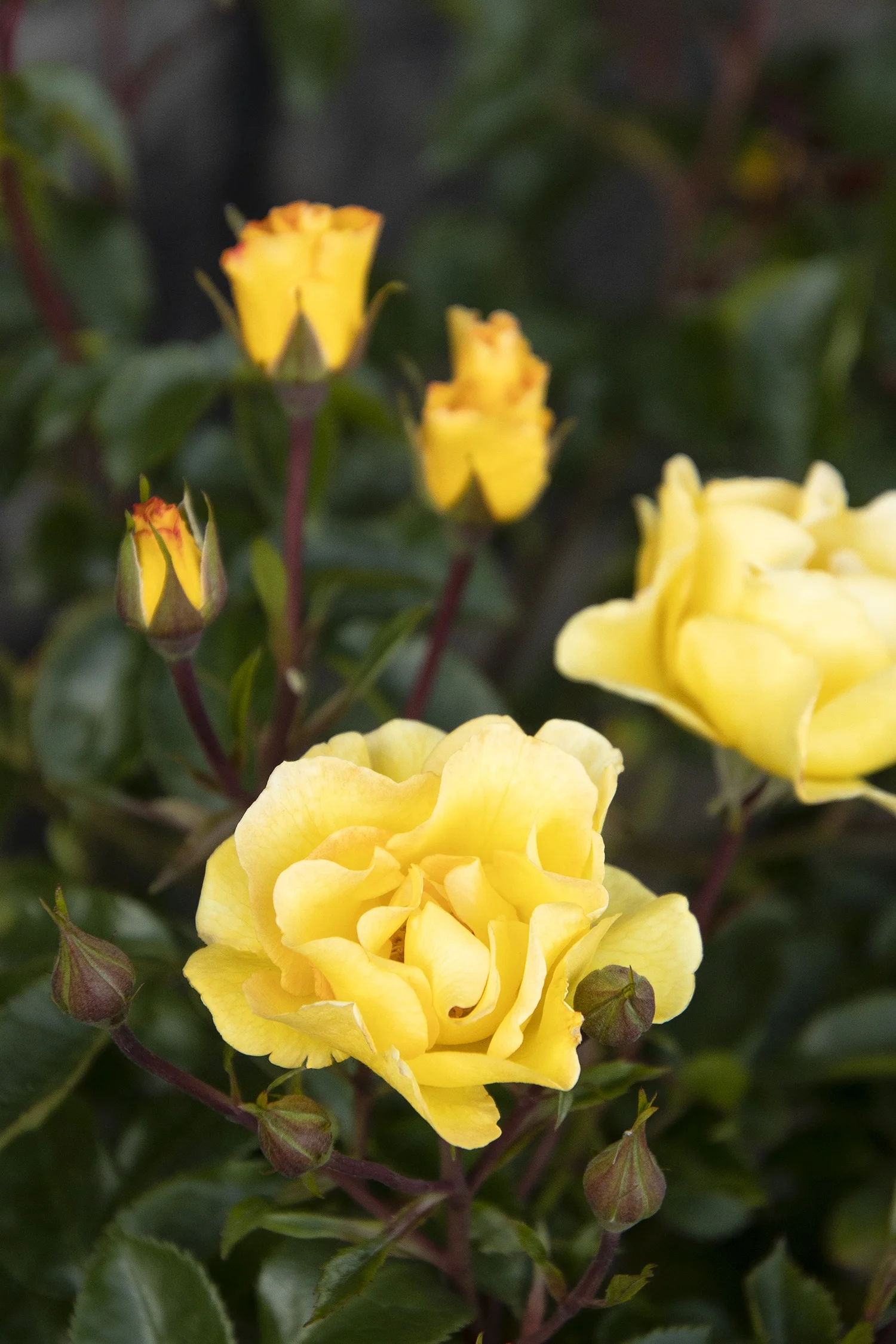 Monrovia; by Doreen Wynja