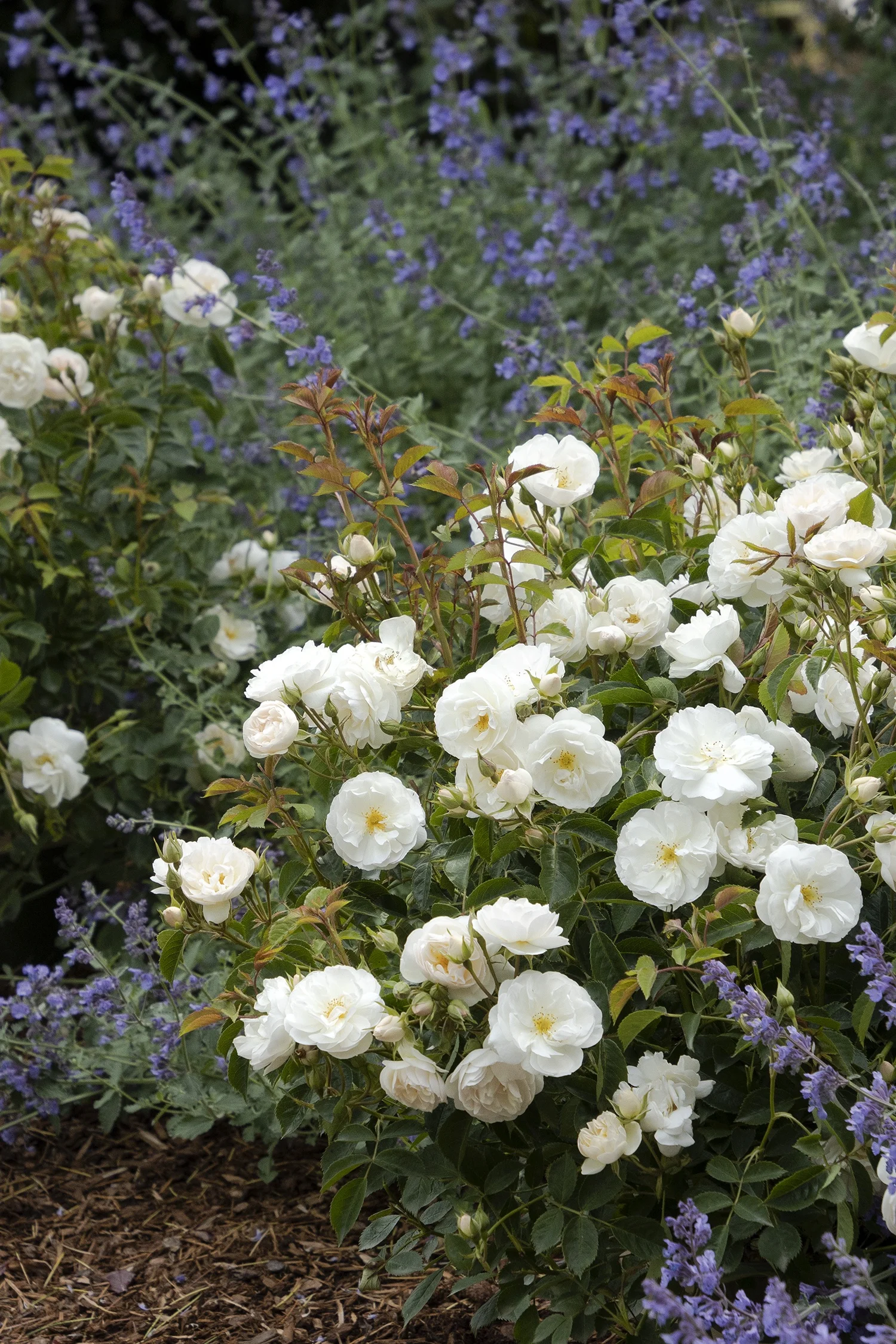 Monrovia; by Doreen Wynja