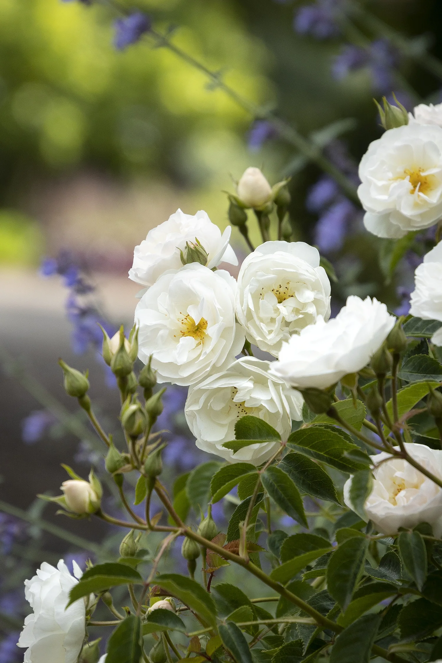 Monrovia; by Doreen Wynja