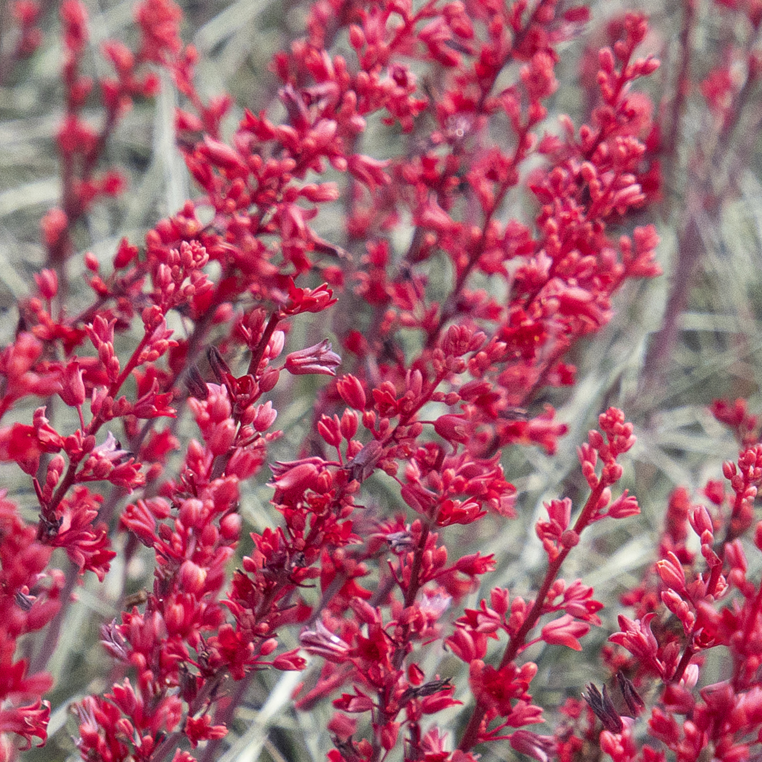 red flowers on brakelights red yucca