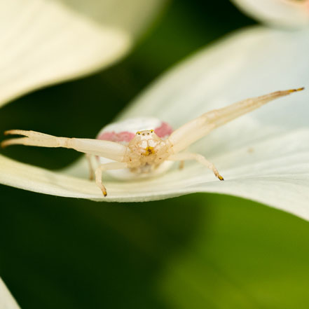 white crab spider on a white petal