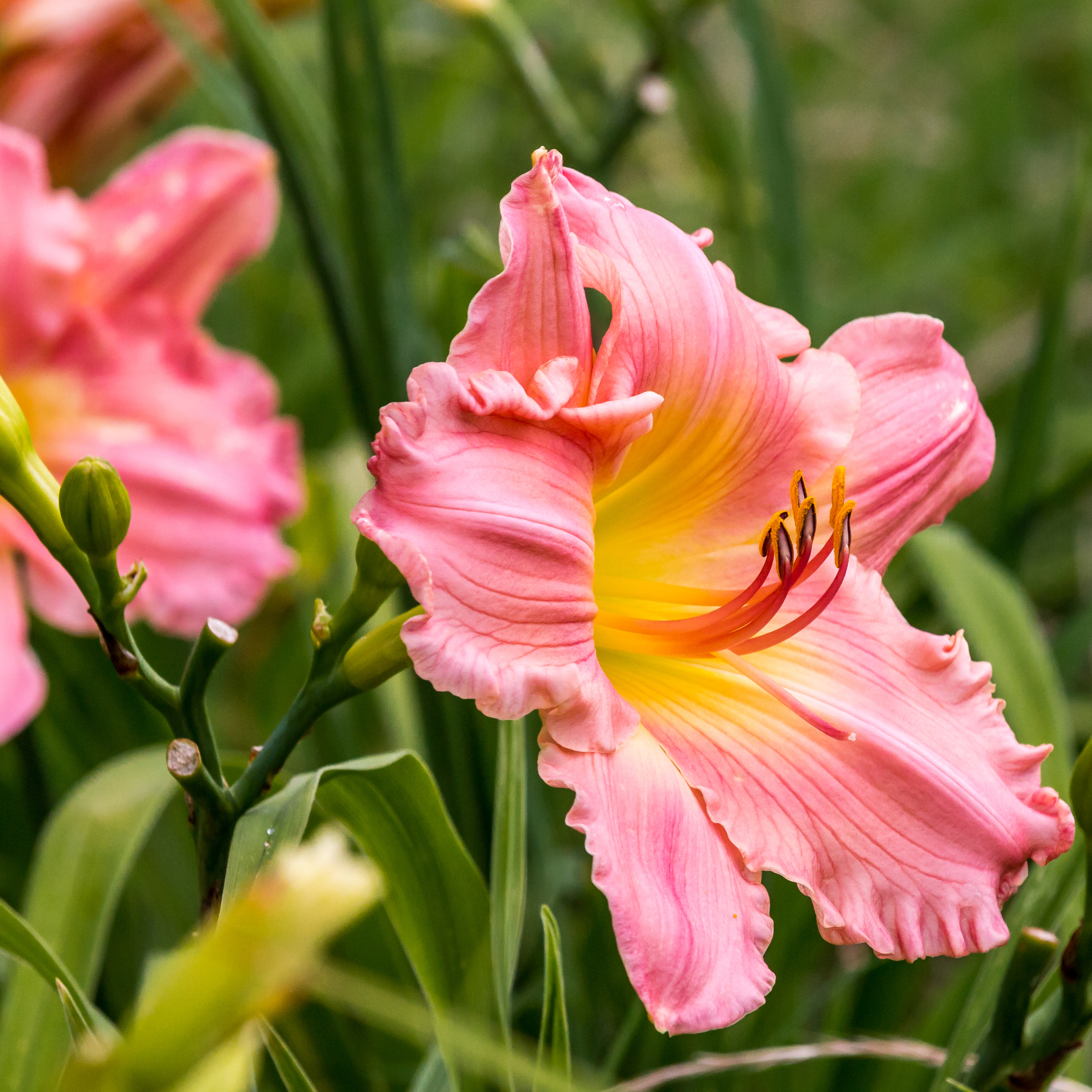 pink daylily flowers