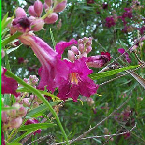 pink desert willow flowers