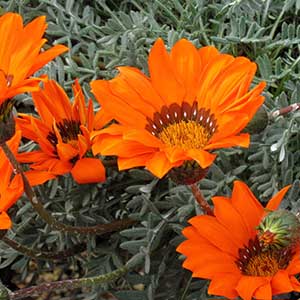 orange gazania