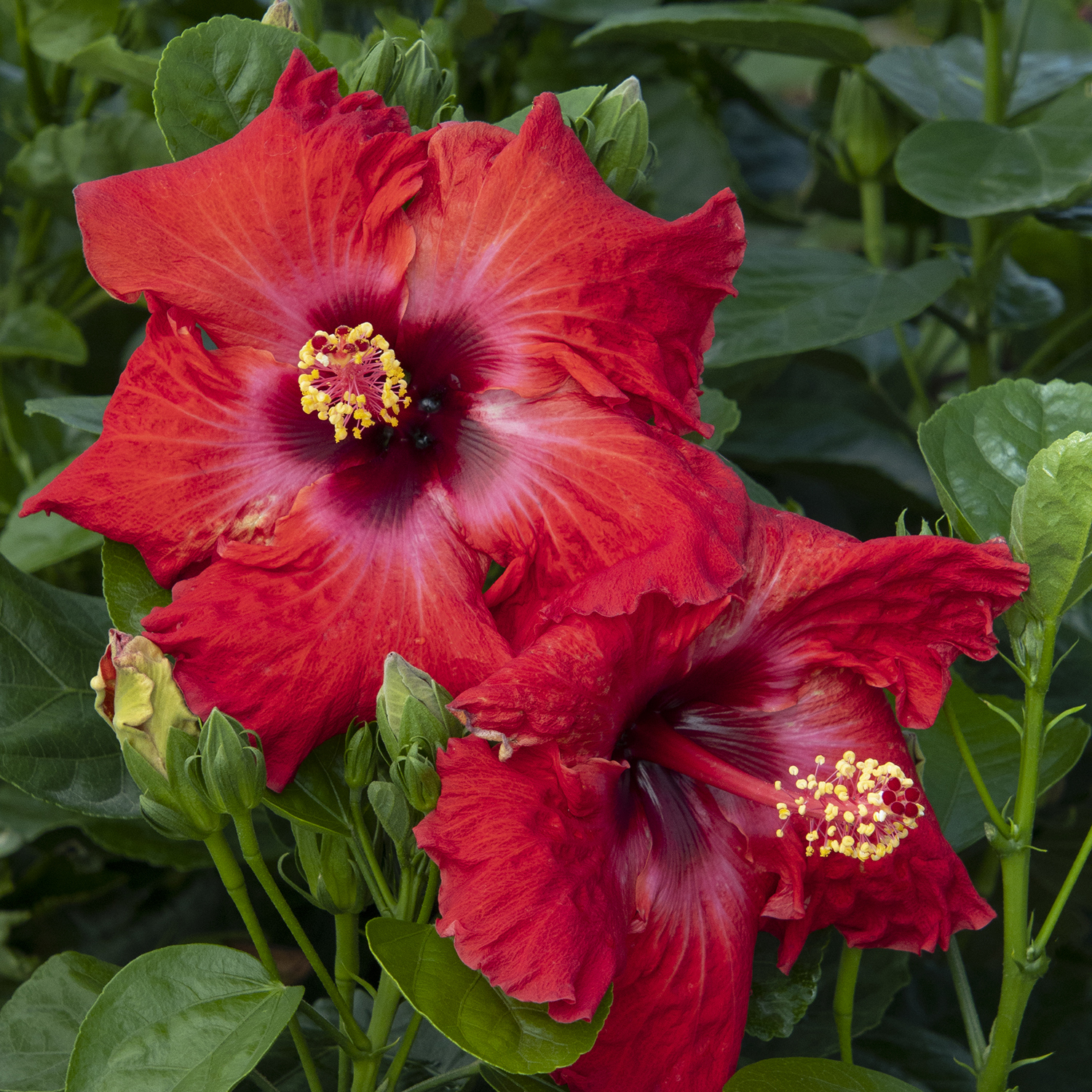 red hibiscus flower