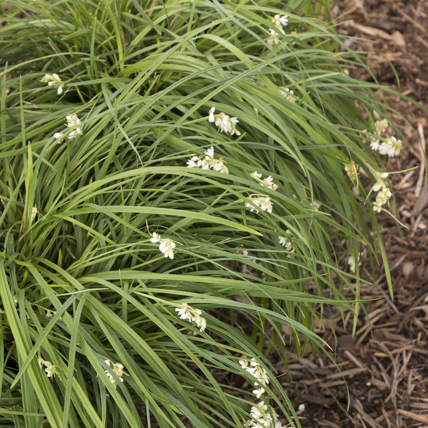 taiwan mondo grass