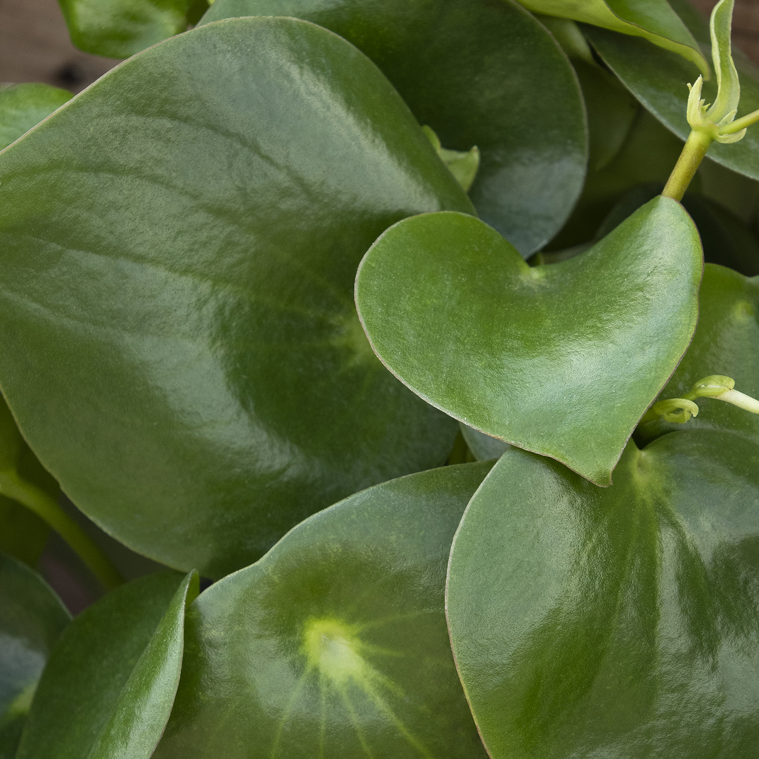 raindrop peperomia houseplant leaves