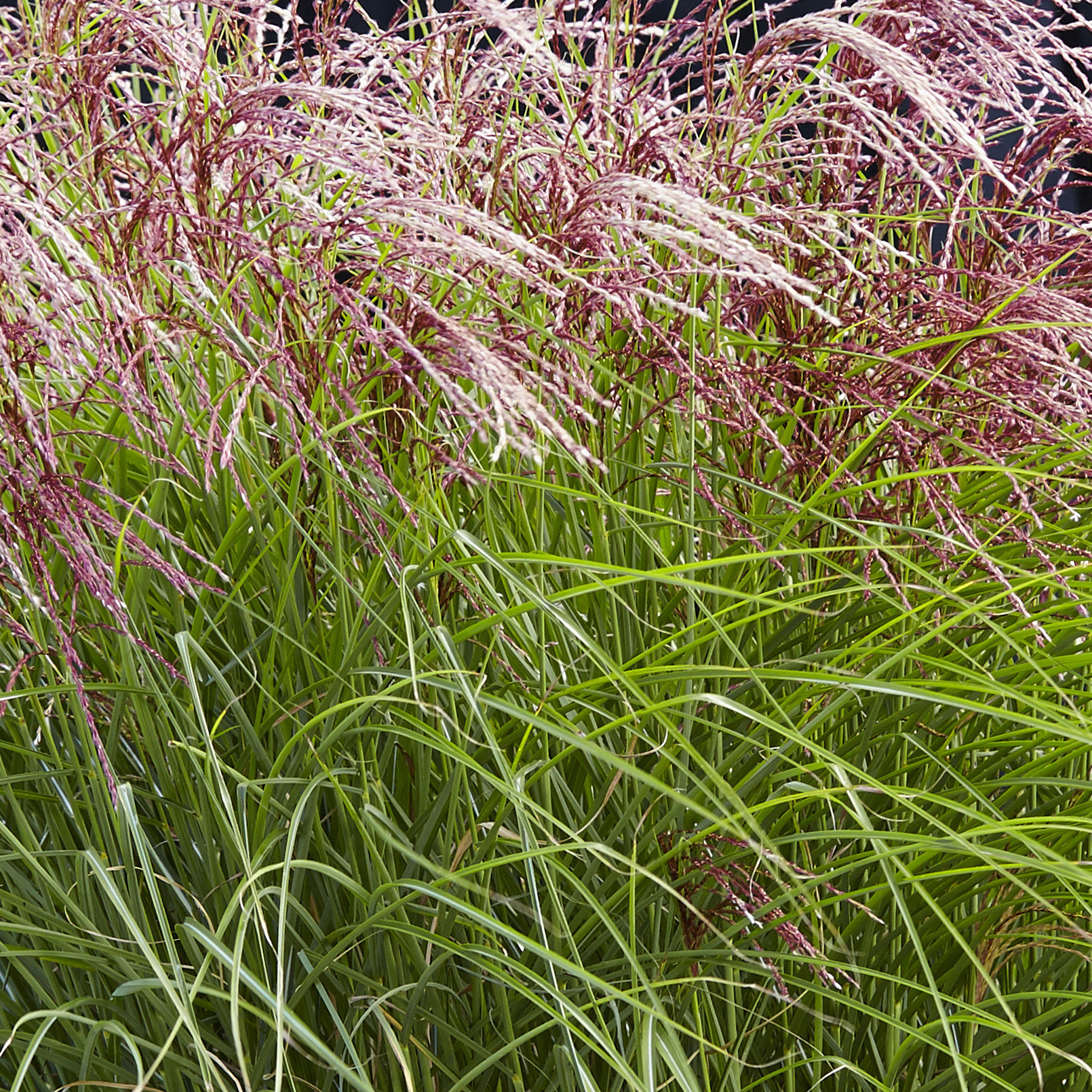 red cloud maiden grass