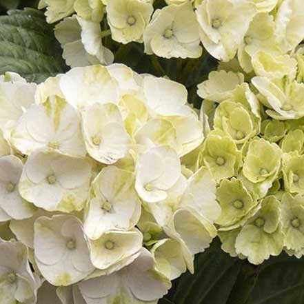 Seaside Serenade® Cape Lookout Hydrangea