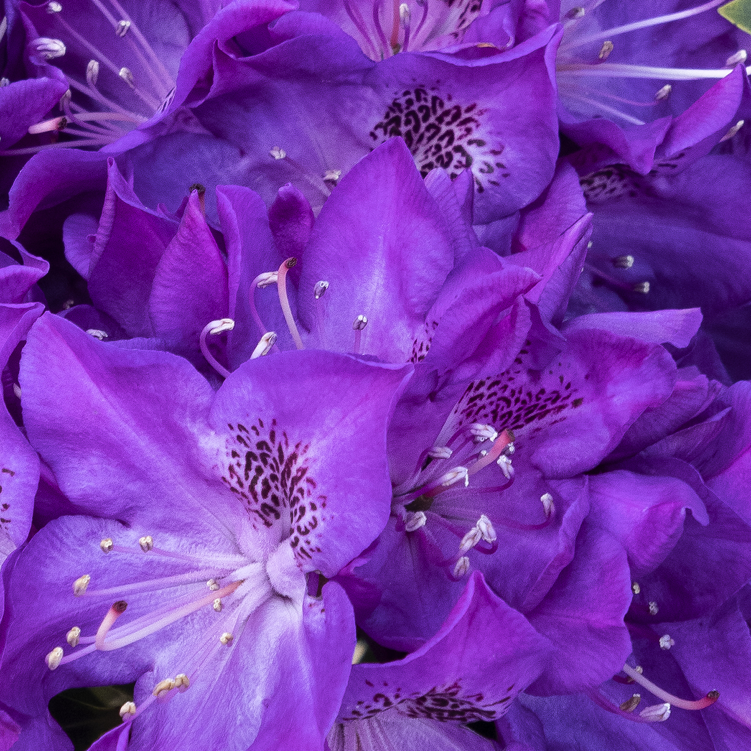 purple florence parks rhododendron flowers