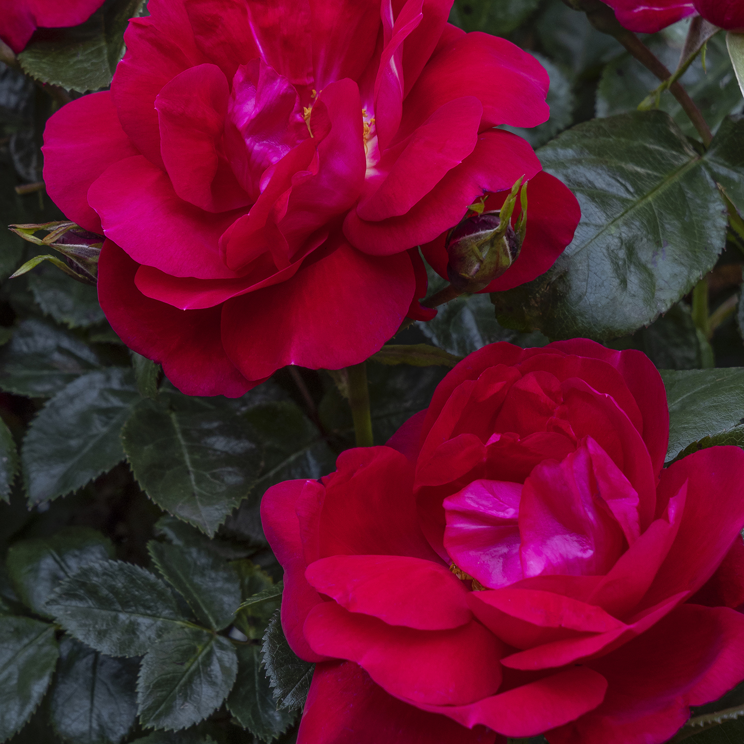 pink rose flowers