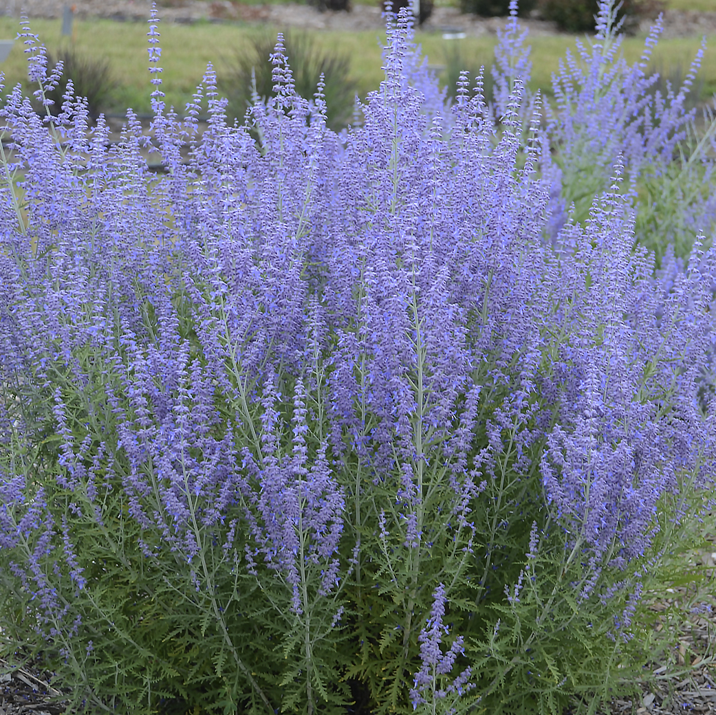 blue jean baby russian sage