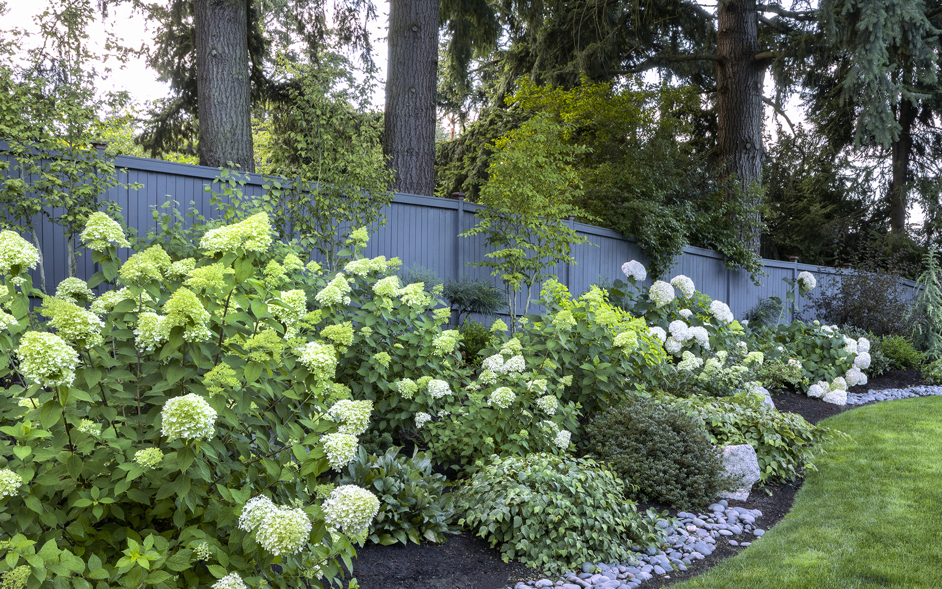 hydrangeas in a border