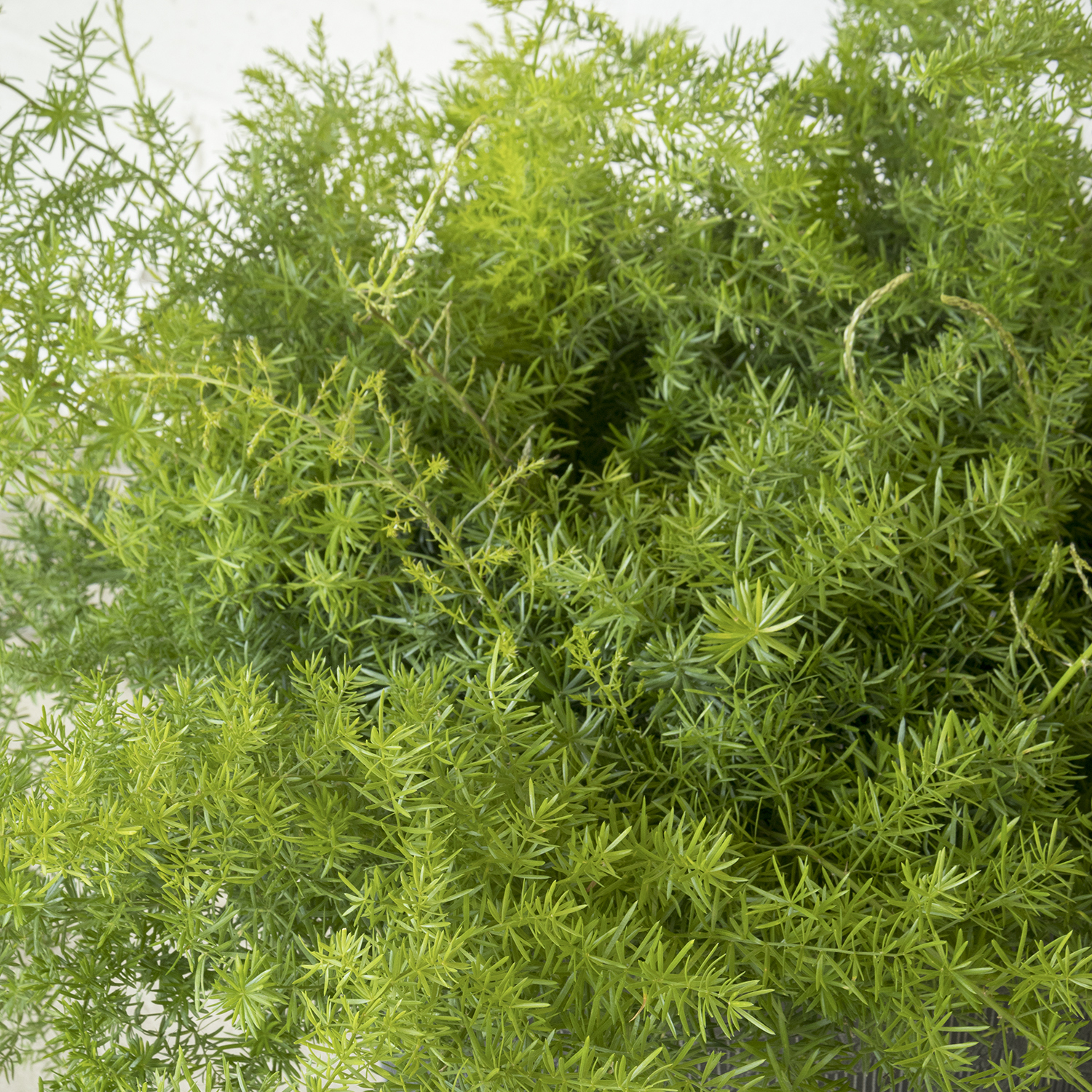 compact sprenger asparagus fern