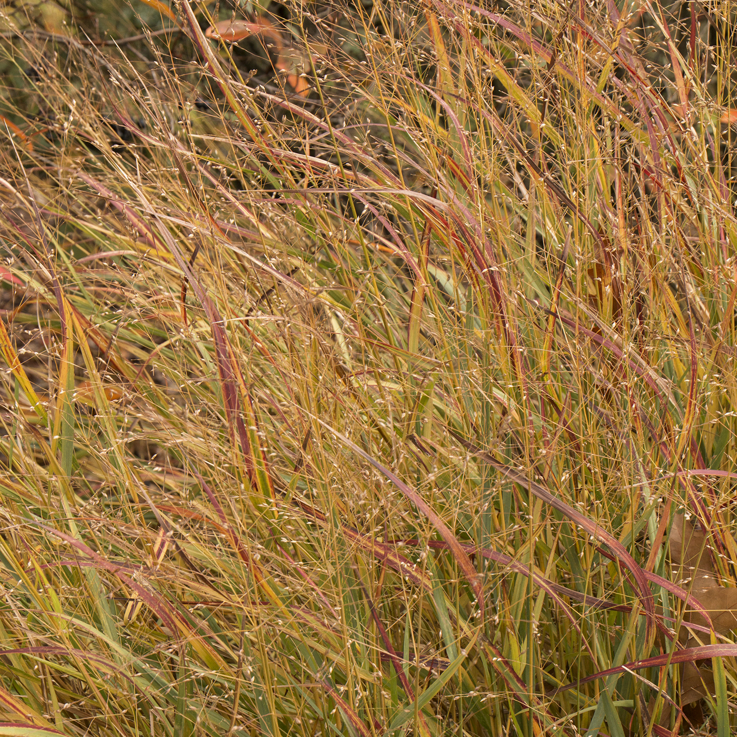 shenandoa switch grass