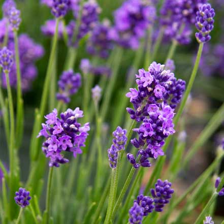 dark purple-blue lavender flowers on narrow green stems