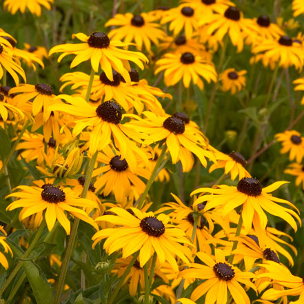 yellow black eyed susans