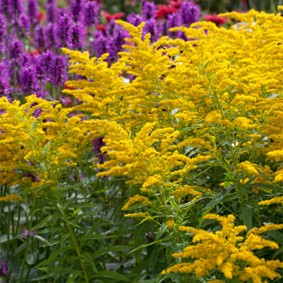 Crown of Rays Goldenrod