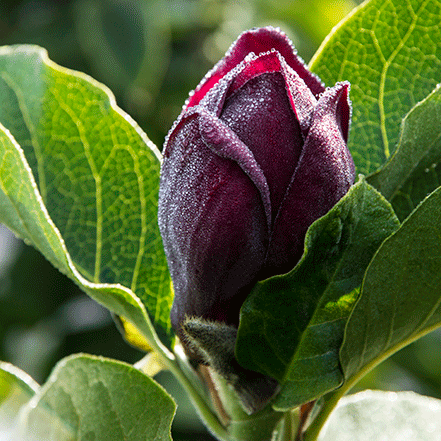 dark purple flower of genie magnolia