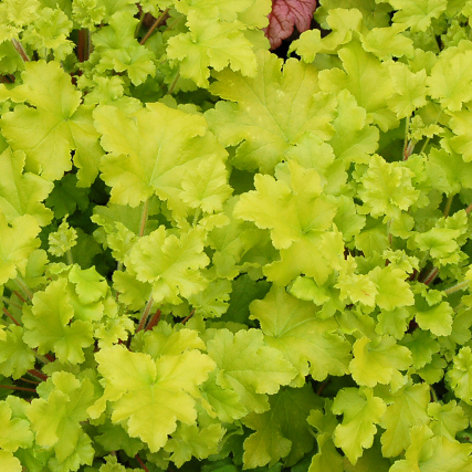 lime foliage of lime marmalade heuchera