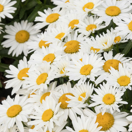 white daisy flowers with yellow centers