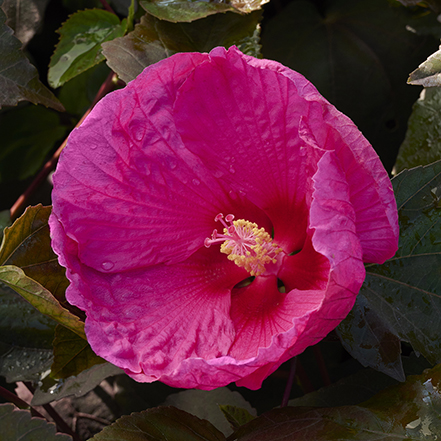 bright pink hardy hibiscus flowers