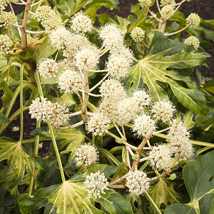 small white flowers on camouglage aralia