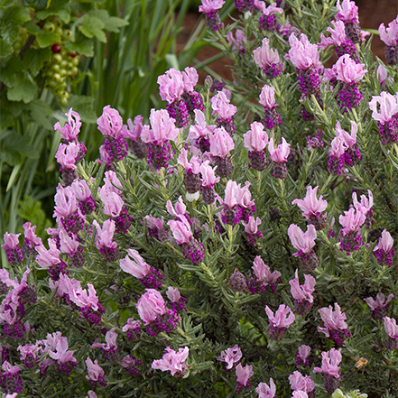 deep pink spanish lavender blooms