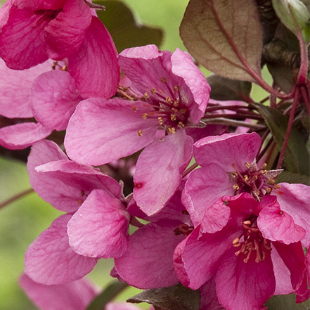 Royal Raindrops® Flowering Crabapple