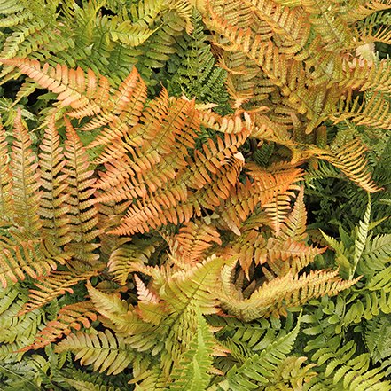 orange and green fronds of brilliance autumn fern