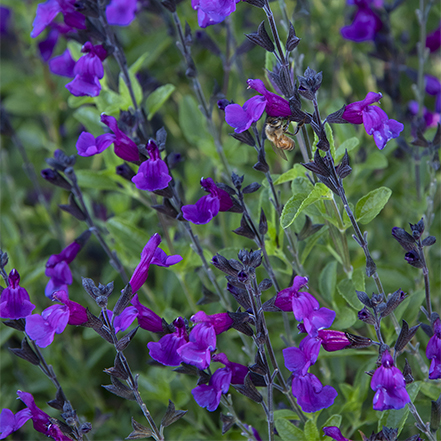 purple salvia flowers with bee