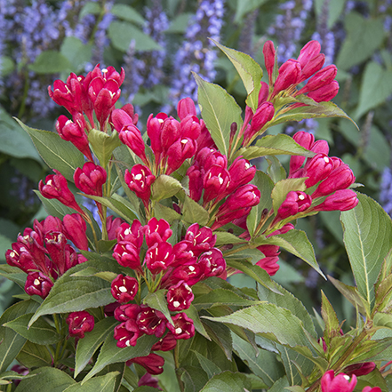 dark pink flowers on crimson kisses wiegela