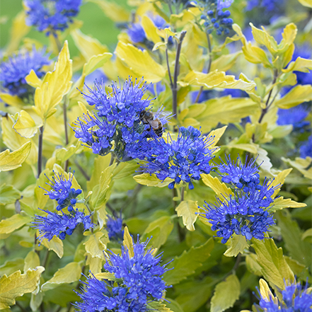 periwinkle bluebeard flowers