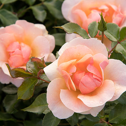 peach rose flowers