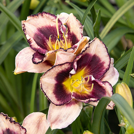 dark purple and light pink daylily