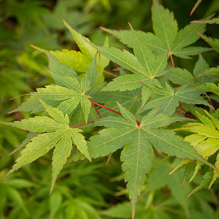 coral bark japanese maple leaves have green leaves and red stems