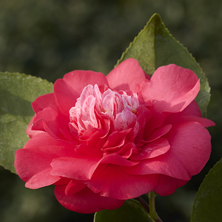 Chandleri Elegans Variegated Camellia