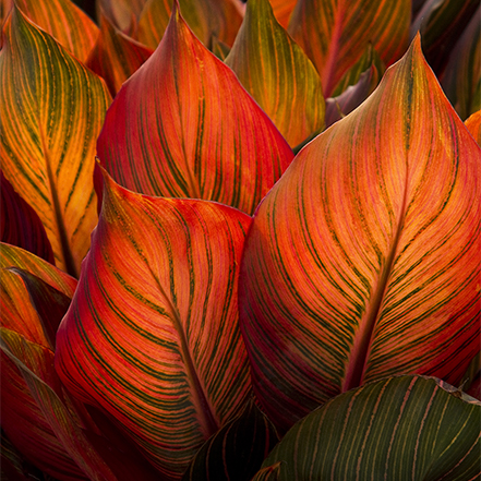 orange canna leaves
