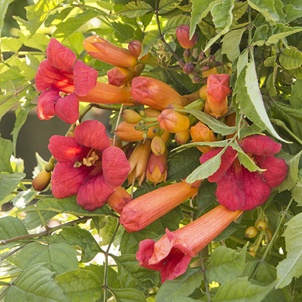 red and orange trumpet vine