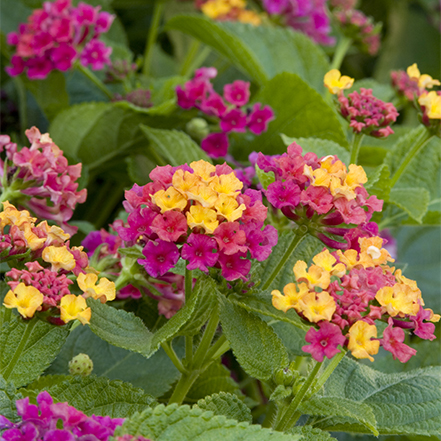 pink and yellow lantana flowers